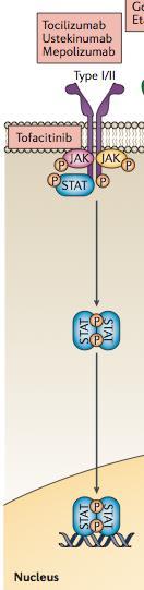 Signalisation via les cytokines de TypeI/II JAK: Janus kinase STAT: Signal