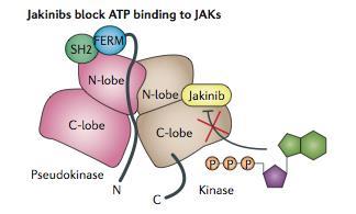 Modes d action des jakinibs ADP ATP ATP