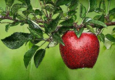 Reprenons notre pomme de masse 200 g accrochée à son arbre Qui agit sur la pomme, qui a une action sur la pomme?