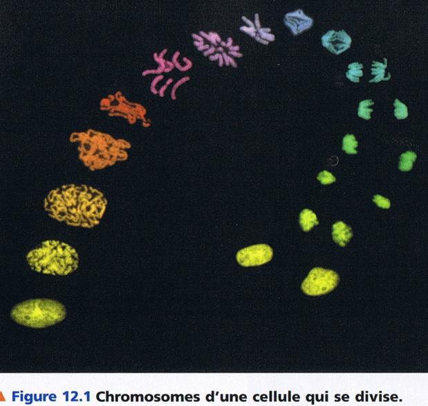 génétique) et forment ainsi deux chromatides sœurs identiques.