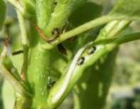 Phytopte cécidogène Des symptômes de phytoptes cécidogènes (Phytoptus pyri) sur les jeunes feuilles sont observés.
