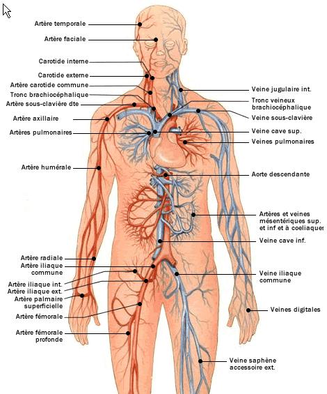 Le système cardio-vasculaire de l'homme comporte : le cœur, ainsi que deux réseaux parallèles de vaisseaux : les artères et les veines.