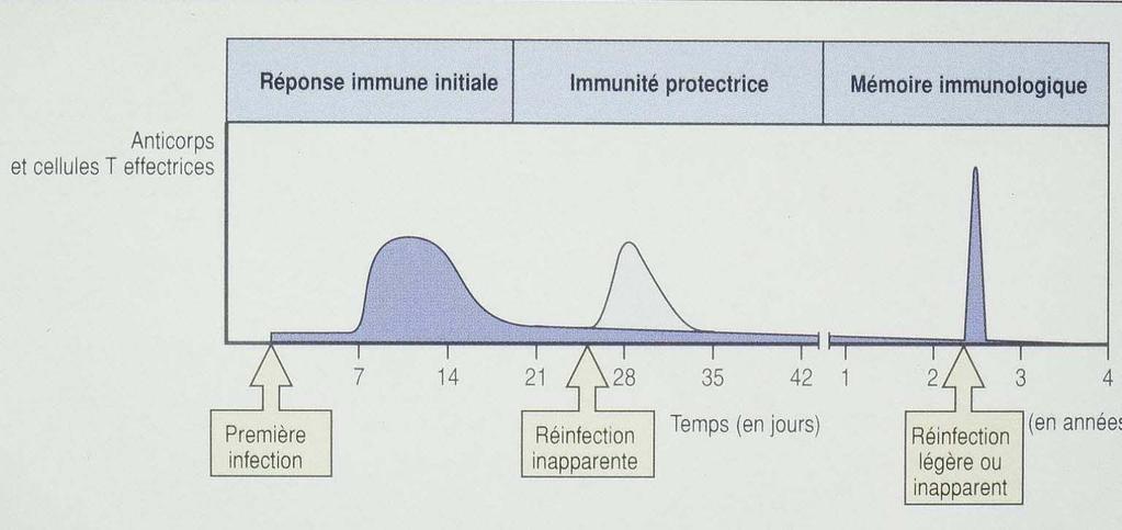 Réponse immune primaire, secondaire et mémoire immunologique Taux