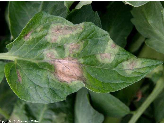 Le mildiou est une maladie à champignon qui s attaque aux tiges, feuilles et fruits de la tomate. Les premiers symptômes sont des taches humides sur les feuilles qui brunissent et se dessèchent.