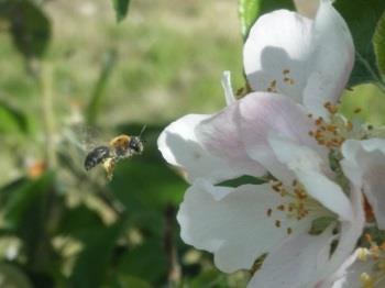 Quelques variétés tardives sont actuellement en fleurs. Les abeilles butinent, protégeons-les! Respectez la réglementation Les abeilles butinent, protégeons les!