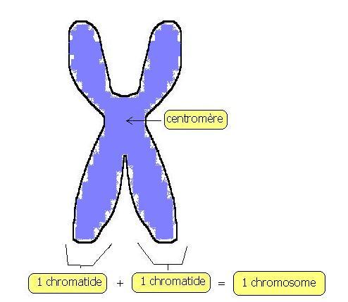 Schématisez un chromosome (légendé) : à la 16e heure; à la 22e heure.