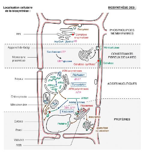 Figure 1 : Panorama des principales biosynthèses dans la cellule eucaryote