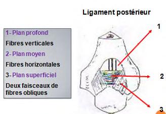 Ligament postérieur Constitué de trois couches Profonde : verticale faible Moyenne : horizontale tendue d un bord à l autre de la fosse olécrânienne de l humérus Superficielle : constituée de deux