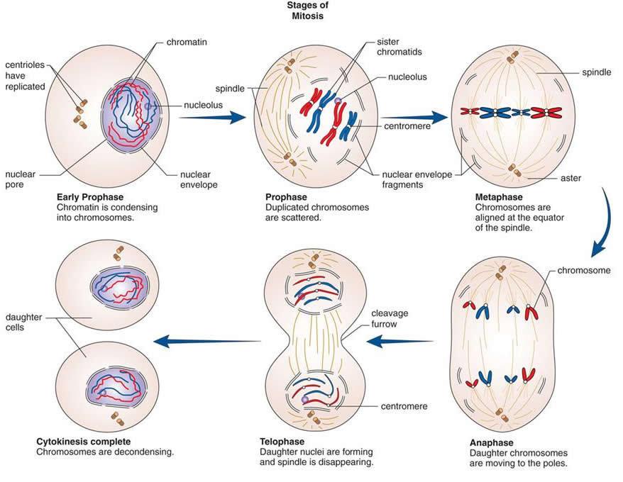 La réplication de la cellule, ou mitose La mitose crée, à partir d une cellule mère, deux cellules filles dont les génomes sont identiques (aux