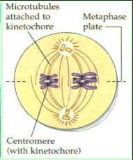 Métaphase I Les paires de chromosomes homologues (restent