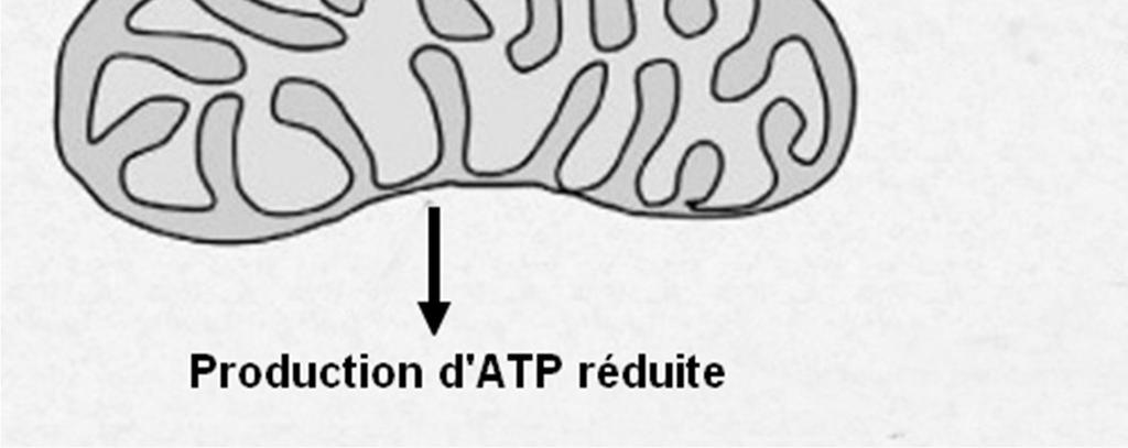 Inhibition Document 4 - Influence du rapport AMP/ATP sur le fonctionnement des cellules hépatiques L ATP