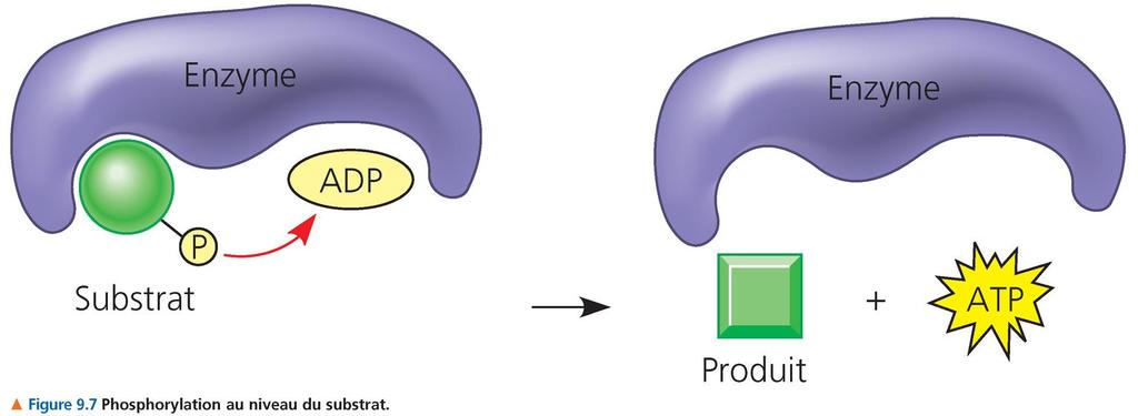Production d ATP par phosphorylation au niveau du substrat Substrat transfert d un P
