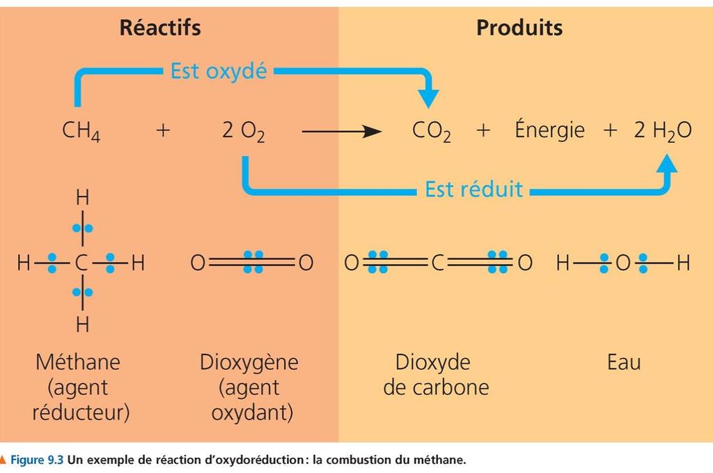 Oxydo-réduction Autre exemple : la respiration cellulaire Oxydation (- e - ) C 6 H
