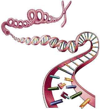 38. Sur l illustration suivante, repère les structures suivantes : gène, chromosome, ADN. 39. Définis les mots gène, chromosome et ADN. Gène : Chromosome : ADN 40. Vrai ou Faux? a.