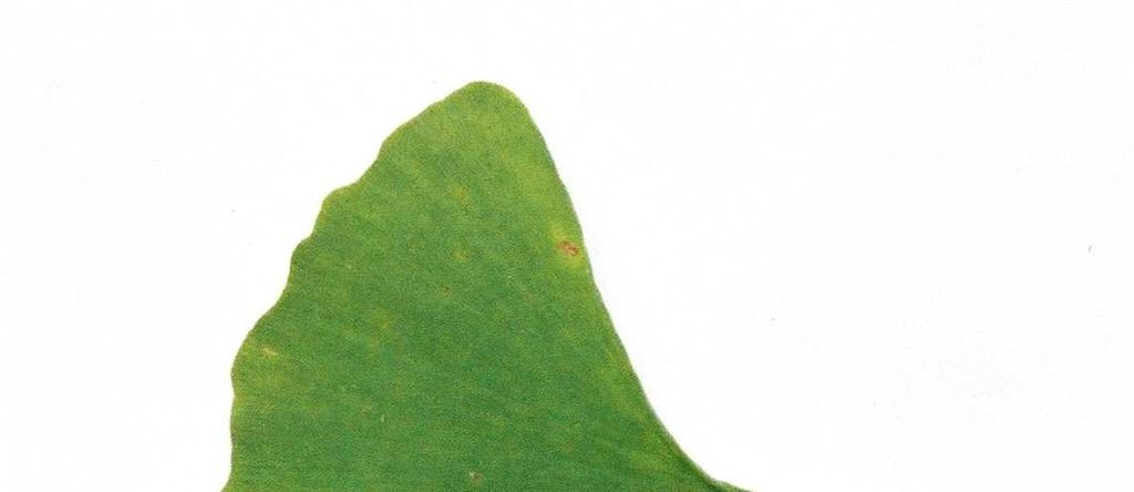 10 Gingko biloba (arbre aux 40 écus) Description: Grand arbres à feuilles caduques pouvant atteindre 15