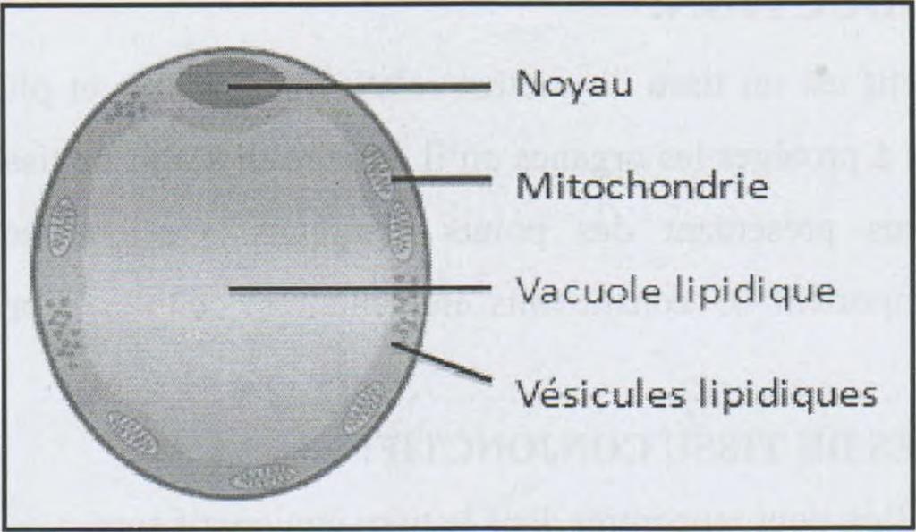 b. Les adipocytes: Figure 02: structure d'un adipocyte.