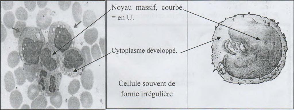 * BIOLOGIE 1 I HISTOLAGIE leur cytoplasme, réduit à une mince cronne contenant les organites cellulaires habituels en quantité très restreinte... ie4 *6 *-'- ' ;. "1 2e. i-t -, lef"''''' 1 ';', '.