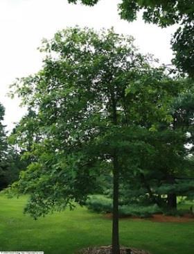 Chêne rouge d mérique (Quercus rubra) L L S S S O 2m 20m 24m