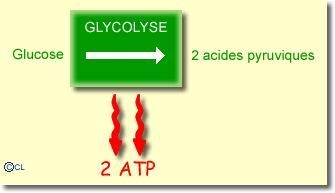 Glycolyse + Réaction de transition La glycolyse se déroule dans le cytoplasme et comprend une série de 10 étapes, chacune est catalysée par une enzyme spécifique.