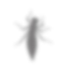 DES INSECTES DES INSECTES LA LIBELLULE La larve de libellule est une redoutable prédatrice : elle attrape ses proies
