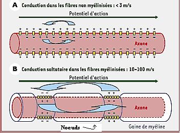 e- propagation Facteurs influençant : myéline