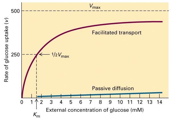 DYNAMIQUE MEMBRANAIRE L HOMÉOSTASIE, ET LE TRANSPORT CELLULAIRE Comparaison du transport du glucose par diffusion passive