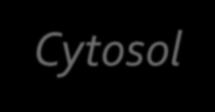 Définitions (2) : le cytosol Cours de Cytologie Cytosol - Le