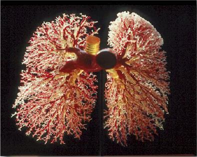 ramifications capillaires pulmonaires