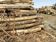 Filière bois La forêt réunionnaise : 40 % de la surface de La Réunion Filières animales Le modèle réunionnais de l élevage confronté à la pression des importations Selon l'enquête TerUti-LUCAS *, les