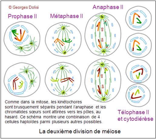 LES ÉTAPES DE LA M2 La méiose 2 : mitose classique Prophase Disparition de la membrane nucléaire Métaphase
