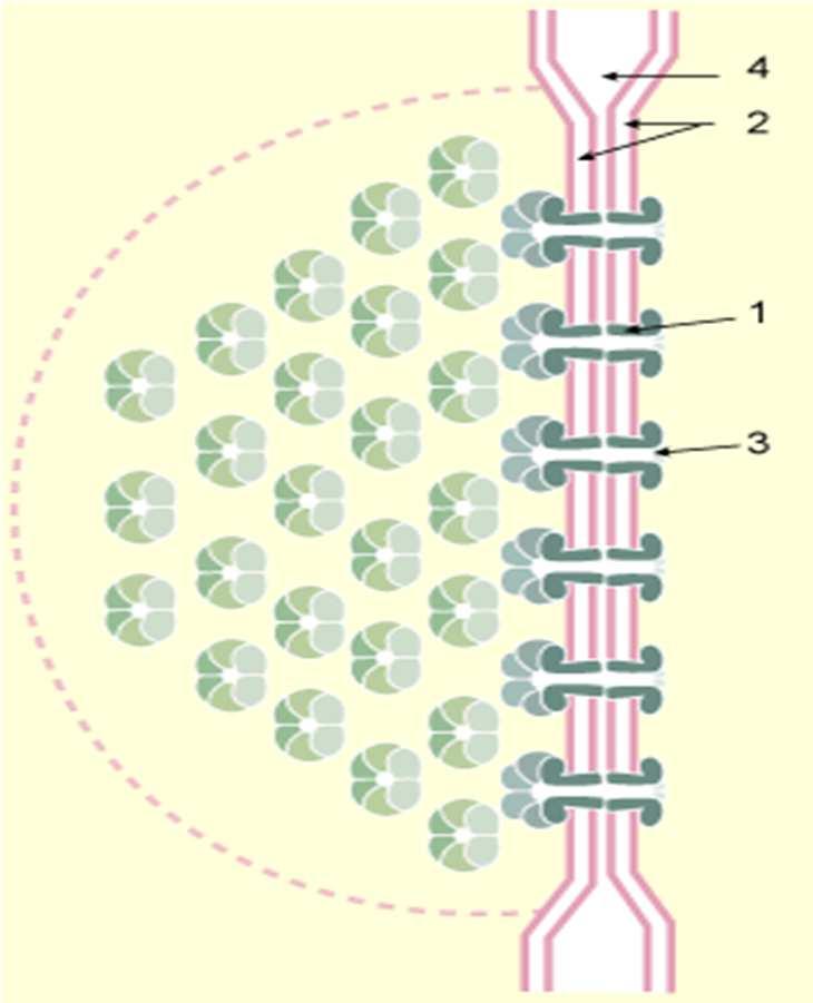 Macula adherens ou desmosome ponctuel Les jonctions communicantes (gap junctions ) permettent le passage d'ions et de petites molécules d'une cellule à l'autre.