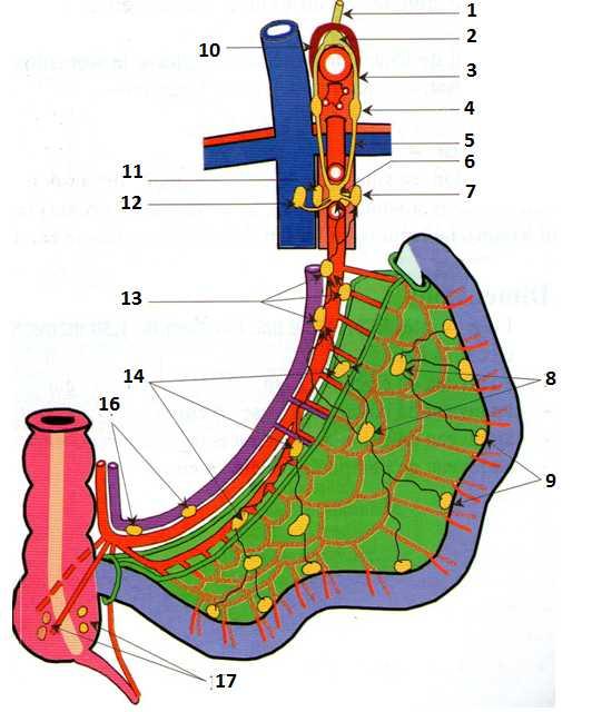 3-Les lymphatiques Les vaisseaux lymphatiques cheminent parallèlement aux artères et aux veines Ils rejoignent les groupes des lymphonoeuds juxtaintestinal,