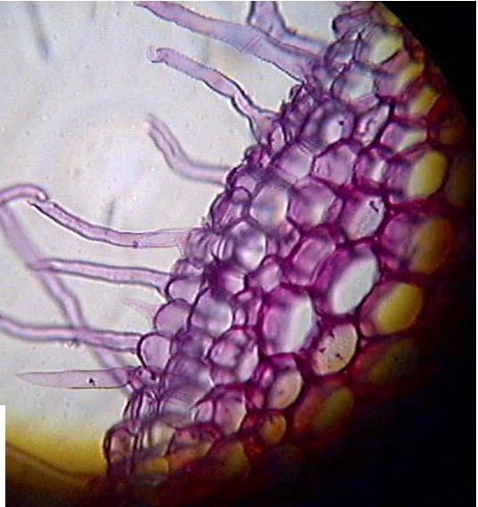 Dans la toute jeune racine, de nombreuses cellules du rhizoderme forment des poils absorbants (cellules hypertrophiées) spécialisés dans la collecte de l eau et des sels minéraux présents dans le sol.