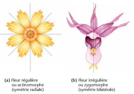 Chapitre IV : Morphologie des organes végétaux Figure 90 : Symétrie des fleurs ((a) actinomorphe, (b) zygomorphe) 4-2/ Pièces reproductrices 4-2-1/ Androcées Ensemble des étamines, constituant la