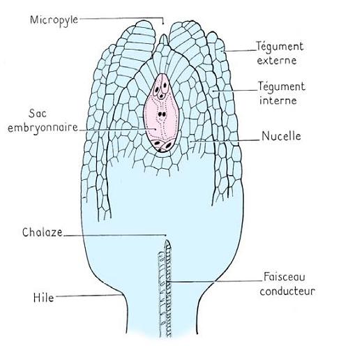 Chapitre V: Reproduction chez les Angiospermes Figure 120 : Structure générale d un ovule Figure 121 : Différents types des ovules ; ovule orthotrope (droit), ovule anatrope (recourbé), ovule