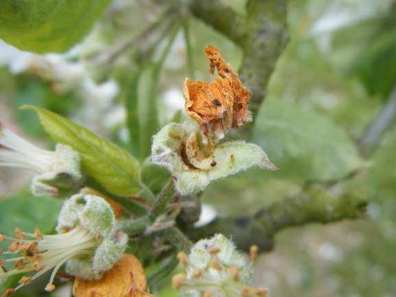 Au fur et à mesure de l ouverture des fleurs de pommiers, les dégâts dus aux anthonomes vont apparaitre.