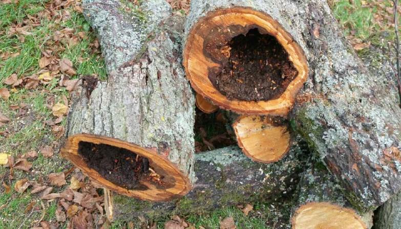 L abattage des arbres anciens La décision d abattre un arbre repose sur une analyse phytosanitaire effectuée le plus souvent au sol et complétée parfois par des analyses in situ en nacelle, et par