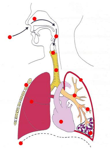 1- Zone de conduction Du nez aux bronchioles Nez, cavité nasale (1) Pharynx (2), Larynx (3) Trachée (4) Bronches (5)