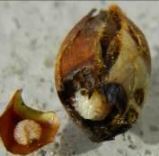 Anthonome du poirier (Anthonomus pyri) Sur bourgeons, des symptômes de dégâts d anthonome du poirier ont été observés en Indre et Loire (Cheillé, Chouzé sur Loire).