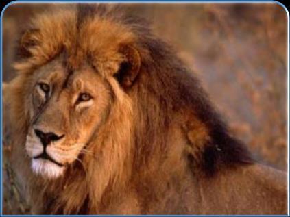 Lion : animaux