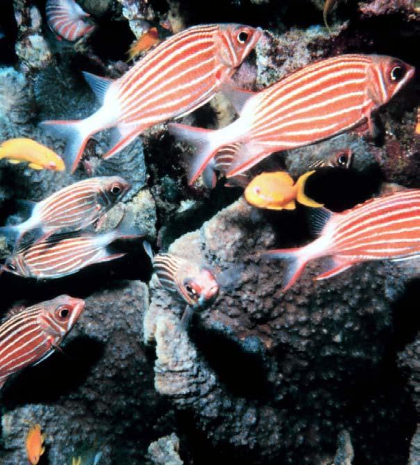 Les bancs de poissons aux couleurs vives sont communs sur les récifs.