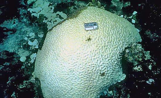 La maladie appelée «bande blanche» peut détruire rapidement le corail.