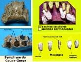 Page 8 sur 10 dentaires des différents morphotypes humains Le nombre des racines est avancé parfois comme caractère spécifique (8), mais la variabilité est telle que cela demande à être confirmé et