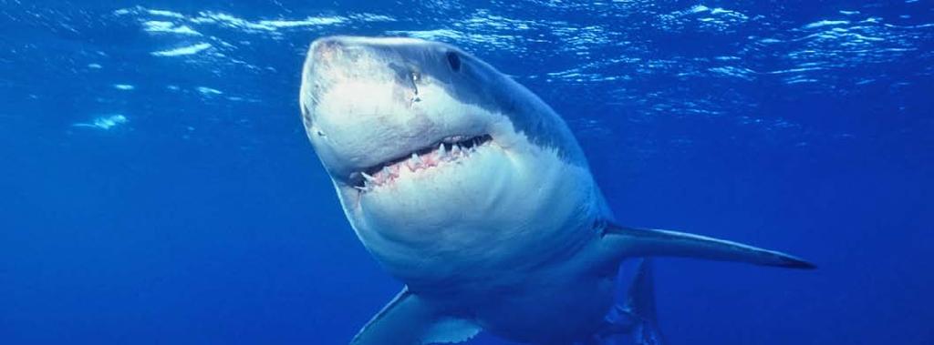 Un grand requin blanc La plupart des requins se nourrissent de poissons. Plusieurs des requins de grande taille mangent des otaries, des dauphins et d autres requins.