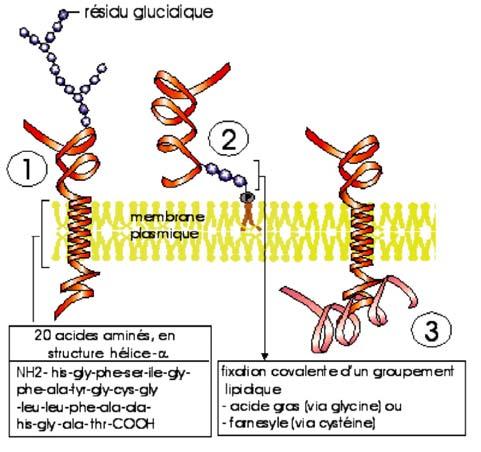 En conséquence, entre les différents types de cellules, les quantités et les types de protéines dans la membrane plasmique sont extrêmement variables.