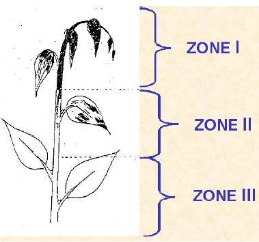 Description des symptômes sur rameaux ZONE 1: Zone nécrosée; toute la section du rameau est morte ZONE 2: Zone intermédiaire, d une coloration olivâtre à l extérieur, à nuance