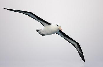 Albatros L albatros est le plus grand oiseau de la mer. La plupart des albatros sont blancs ou gris pale.