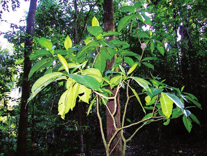 APOCYNACEES Arbre à cire Tabè pwèti Pagiantha cerifera Taille C est un petit arbre ou arbuste de 4 à 10 m de hauteur.