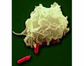o. digéré Rem arque : le pus est un mélange de restes de MO., de cellules immunitaires et de plasma. Phagocyte absorbant une bactérie.