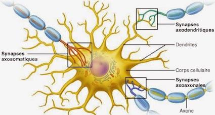 Les mêmes éléments avec un autre schéma Neurone pré-synaptique